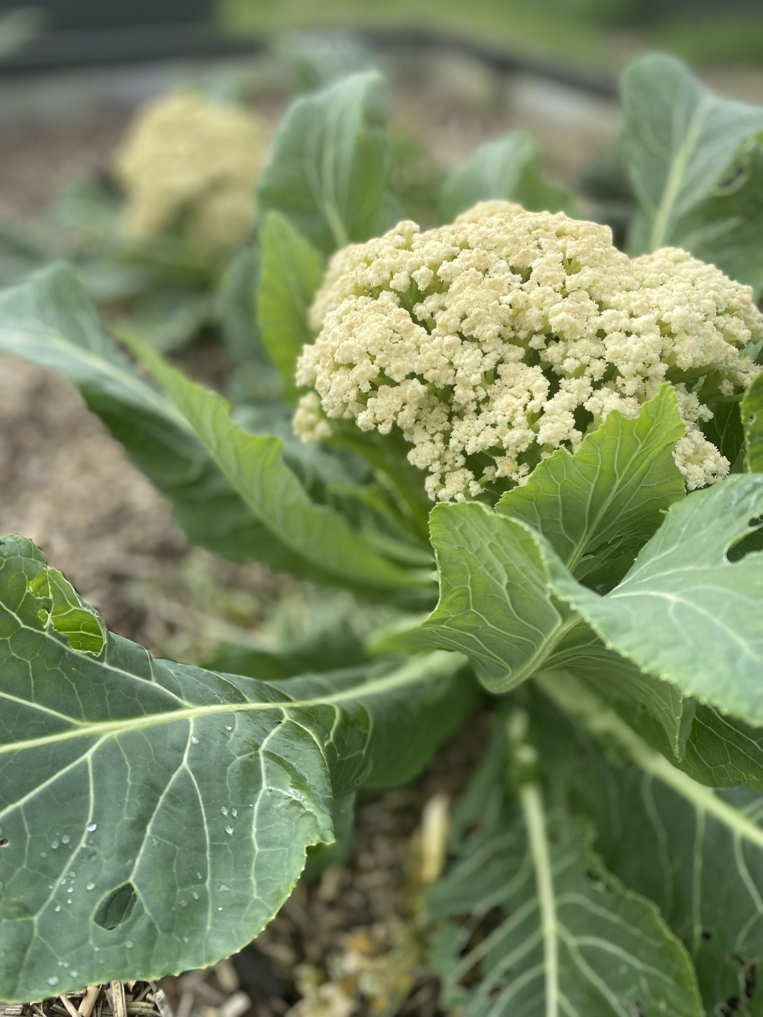 Boulette De Chou Fleur Chou Boulettes Fourneauxetfourchettes Boulette 16 BOULETTES DE CHOU-FLEUR – Inspirations Domitille – Cuisine & Empreintes