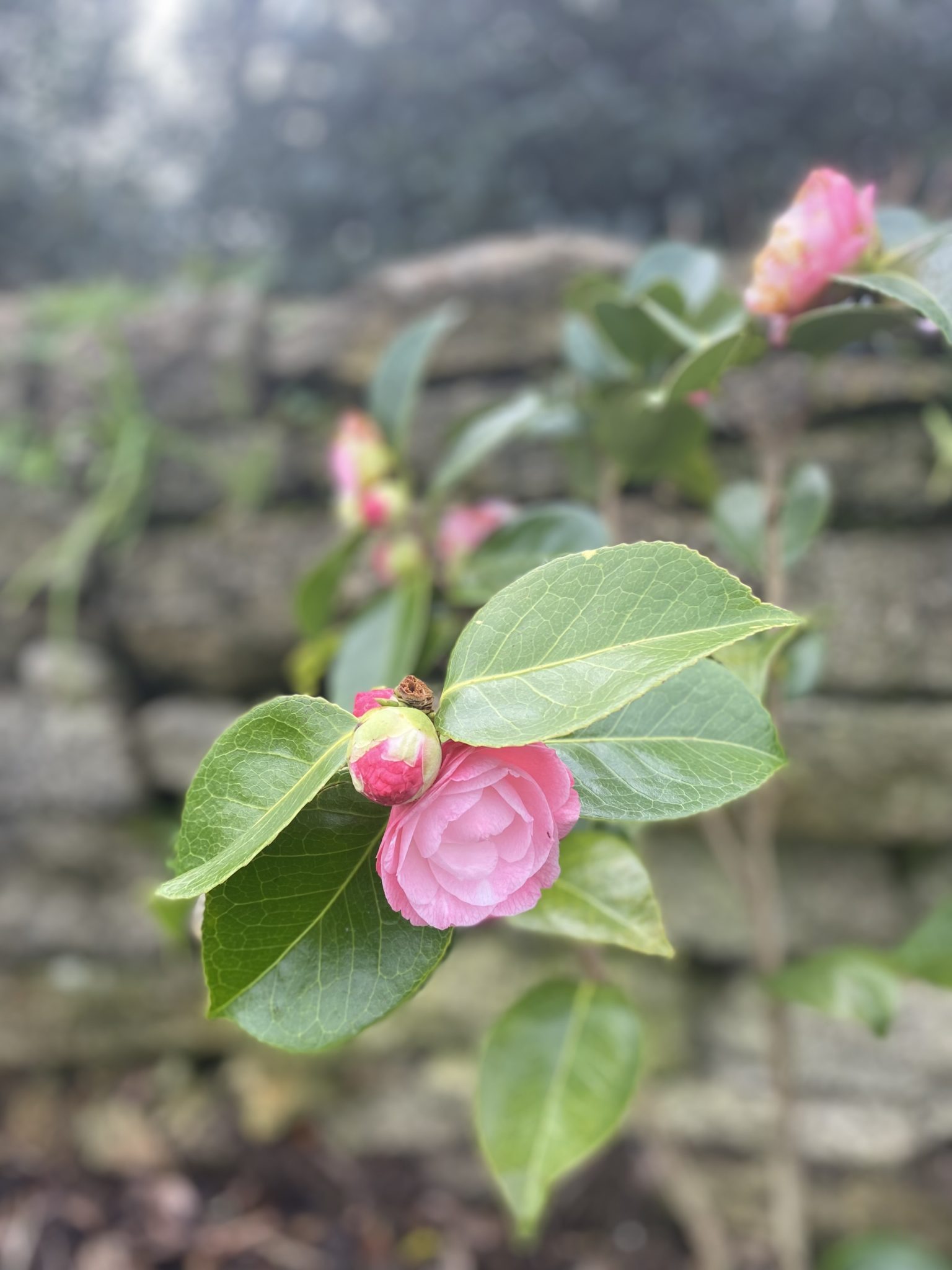 Boulette De Chou Fleur Chou Boulettes Fourneauxetfourchettes Boulette 3 Boulette de chou-fleur